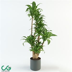 Dracaena